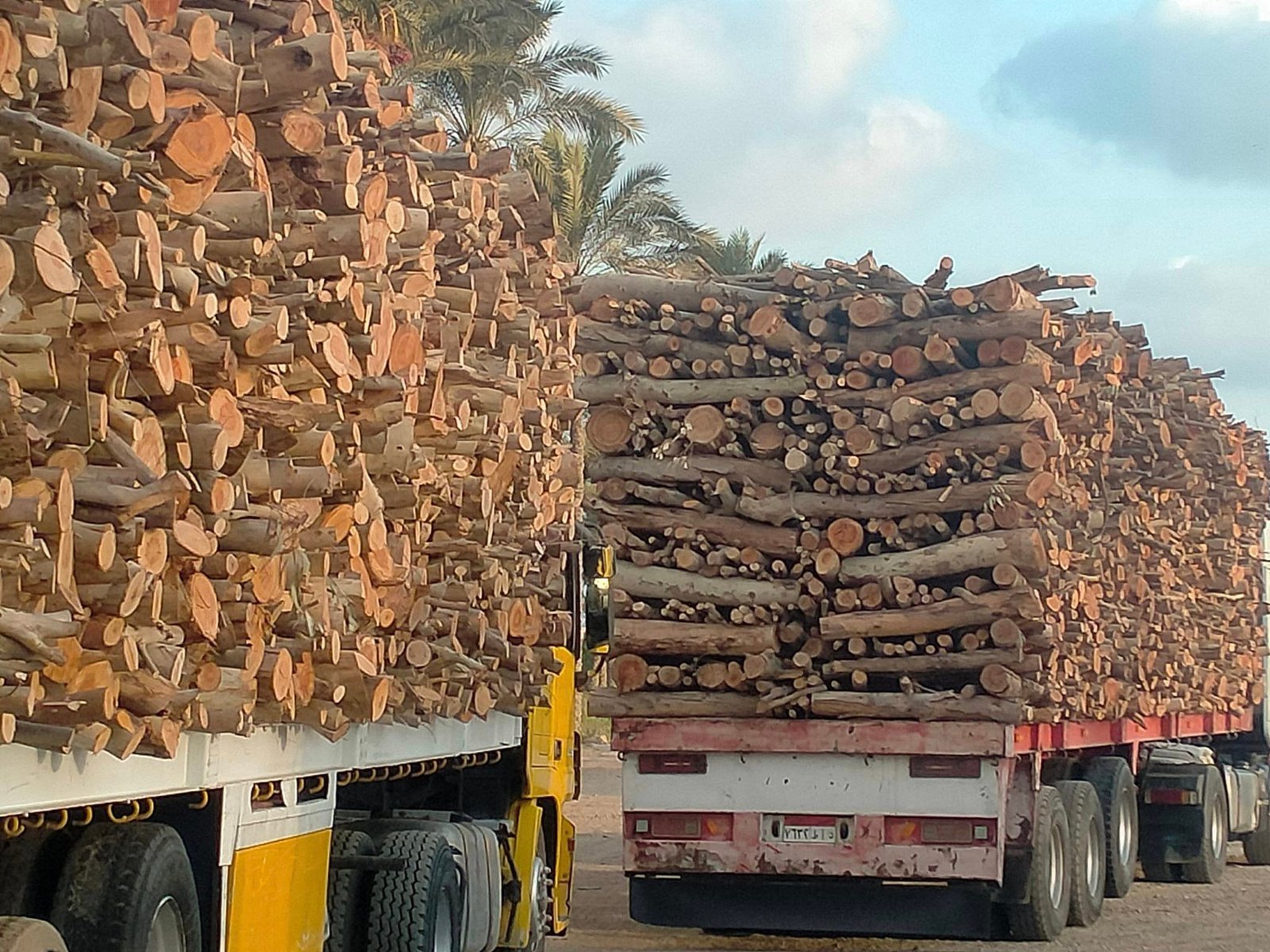 حطب افريقي تقدم شركة فحم الوادي حطب تدفئة عالي الجودة حطب قرض افريقي حطب سنط احمر حطب سمر جميع أنواع الحطب ب اسعار تنافسية